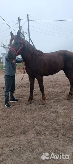 Продам лошадь