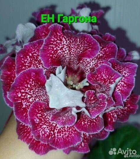 Глоксиния детки