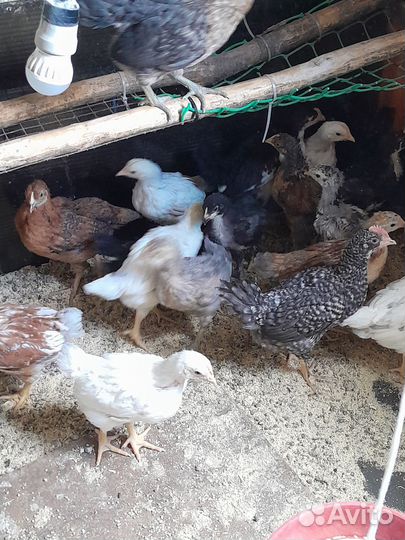 Цыплята несушки подрощенные