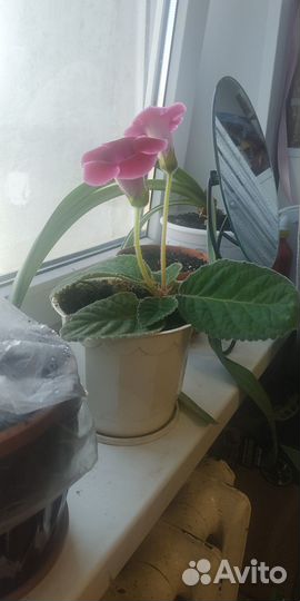 Глоксиния розово-фиолетовая взрослая