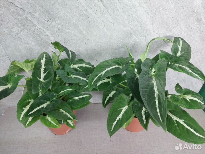 Сингониум Wendlandii 12/25