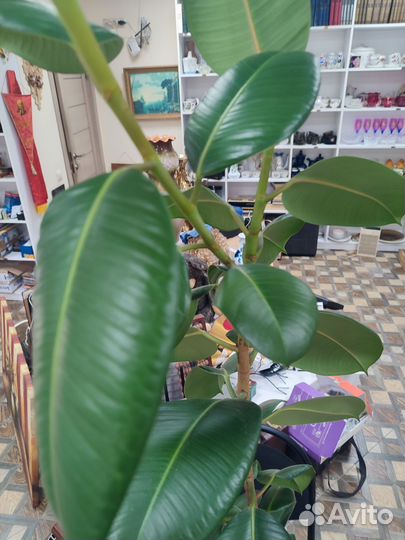 Фикус эластика большой