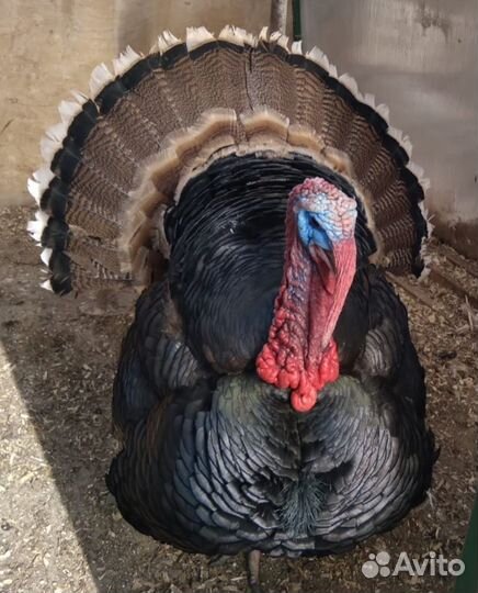 Продам индюшат