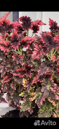 Колеусы вегетативные