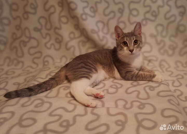 Молодая гладкошерстная кошечка