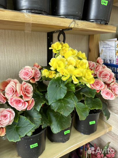 Герань, бегония, цикломен