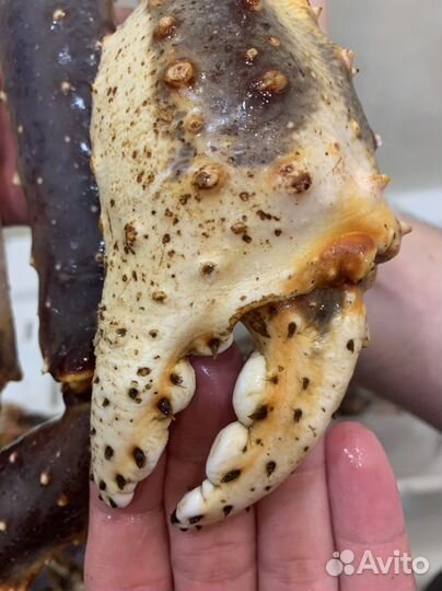 Клешни Камчатского краба