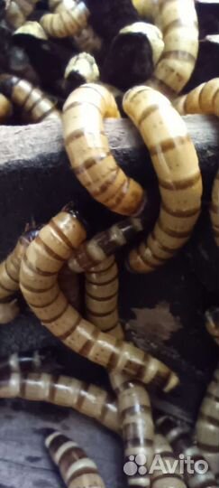 Зофобас корм живой