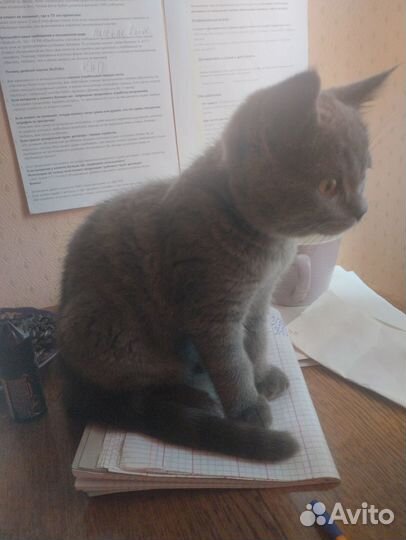 Шотландские прямоухие котята