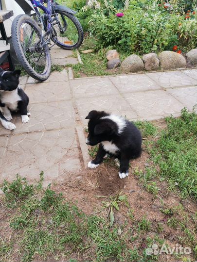 Щенки русско европейской лайки