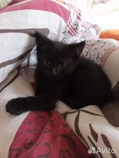 Котенок мальчик в добрые руки