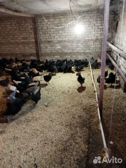 Куры молодки