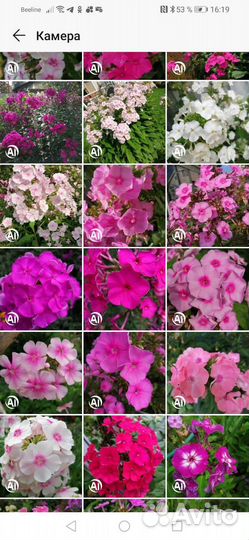 Флоксы сортовые