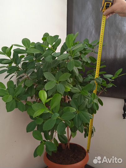 Продам цветы комнатные