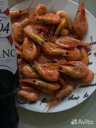 Креветка северная