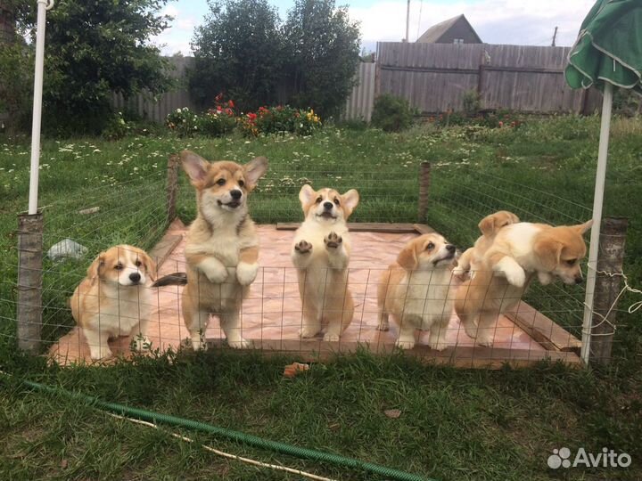 Вельш корги