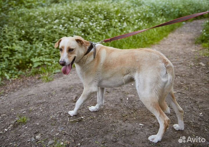 В добрые руки молодой красавчик Каспер