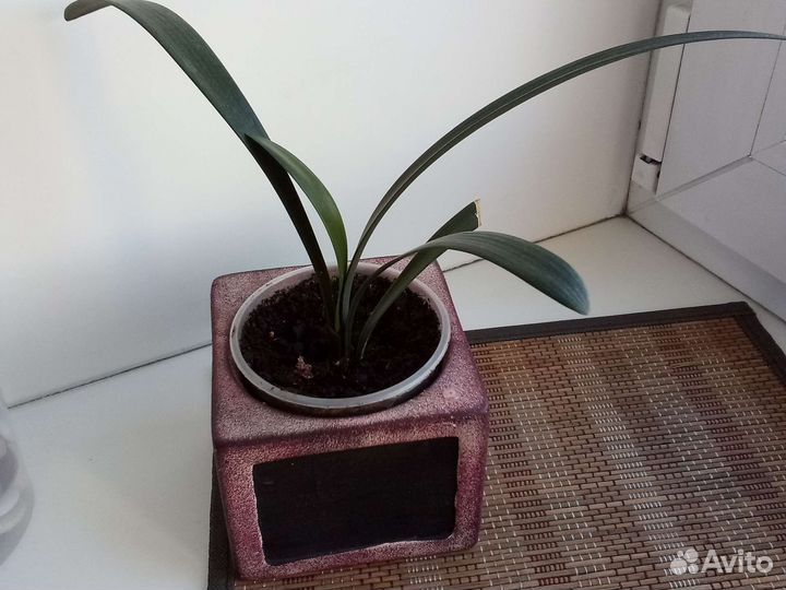 Отростки цветов