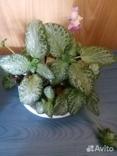 Эписция жёлтая