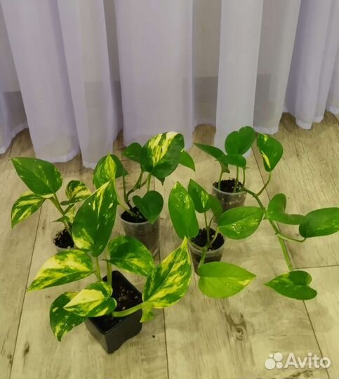 Сциндапсусы/Эпипремнумы