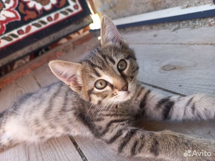 Отдам в хорошие руки