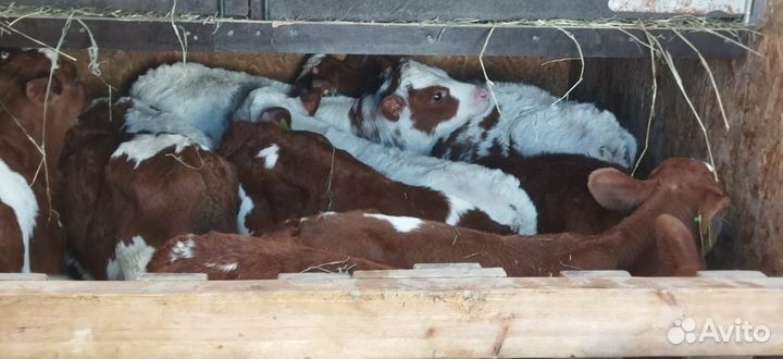 Телята бычки тёлки доставка бесплатно