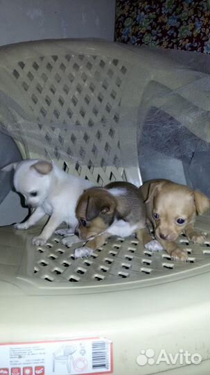 Ищем подружку для нашего мужчины