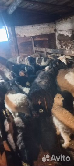 Бараны и овцы