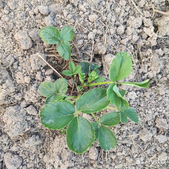 Клубника ремонтантная