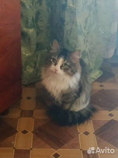 Отдам в добрые руки сибирскую кошку