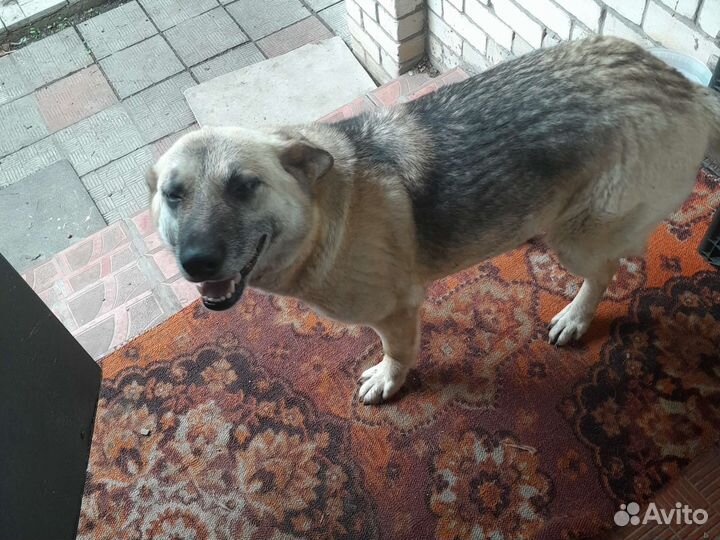 Собака в добрые руки отдам бесплатно