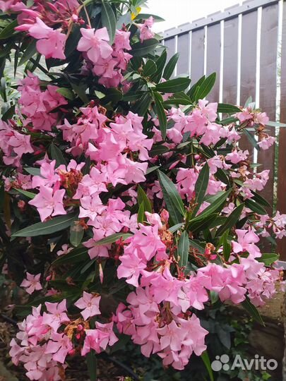 Розовый олеандр семена