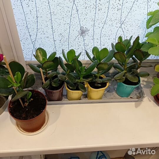 Толстянка детки