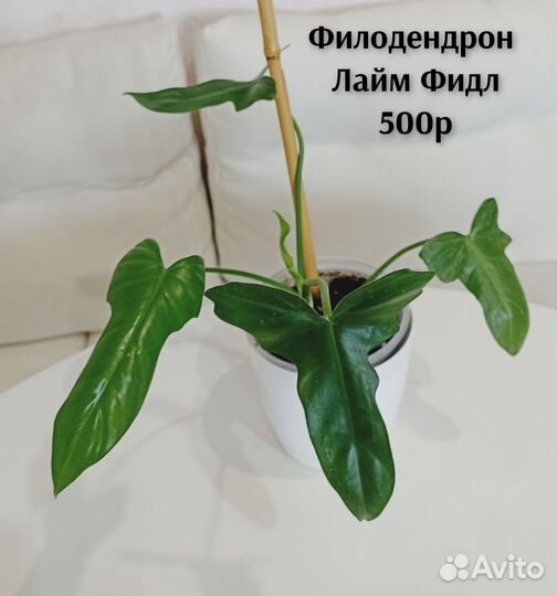 Филодендроны, антуриум, спатифиллум, аглаонемы