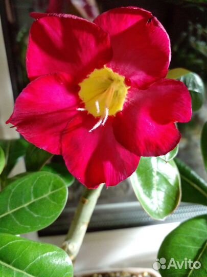 Семена адениума ручного опыления