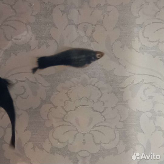 Меченосцы кубинцы