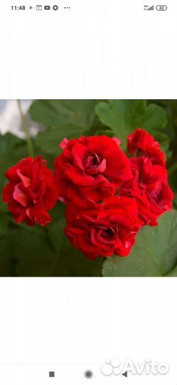 Сортовая пеларгония,Обмен