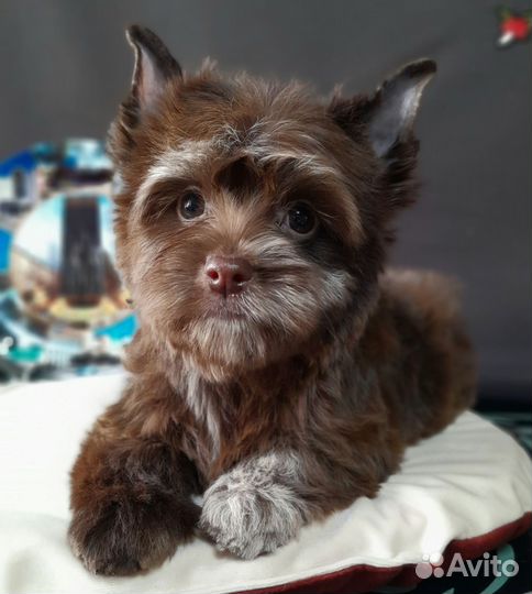 Девочка Цветной Йорк