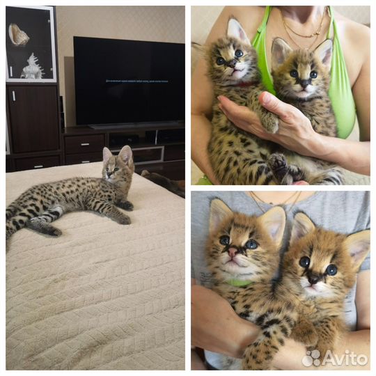 Саванна котята ручные