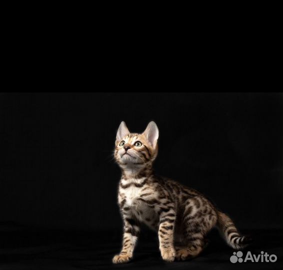 Бенгальские котята