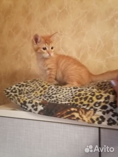 Рыжее солнце в дар