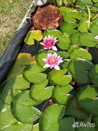 Нимфея(водяная лилия)