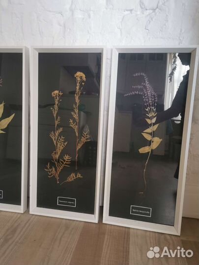 Гербарий картина