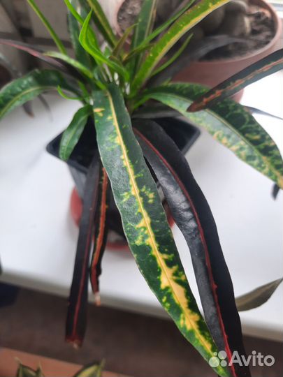 Кротон занзибар,мамми