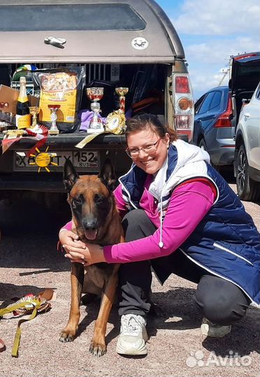 Дрессировка собак. Услуги кинолога. окд,зкс,апс