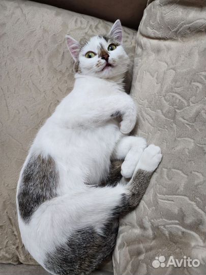 Кошечка Лиса