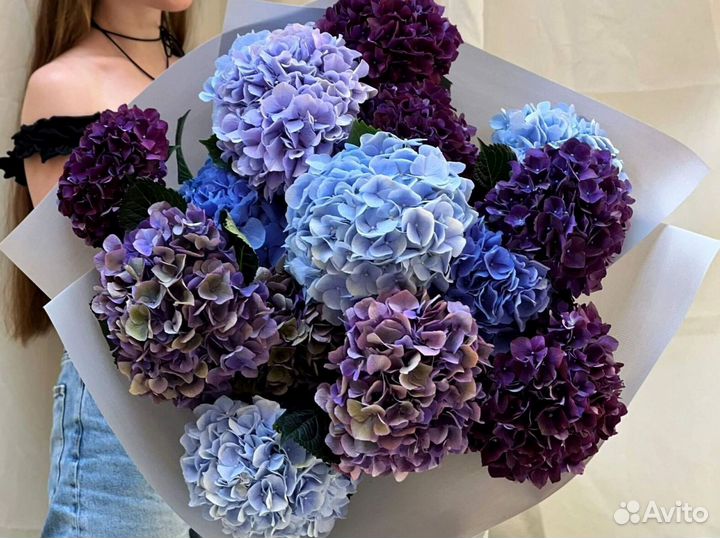 Гортенизии