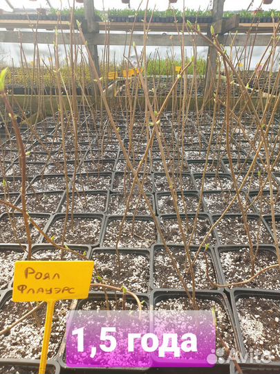 Гортензия Новинки, Пиксио, Бонфаер, Металика