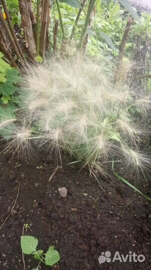 Ячмень гривастый - ковыль