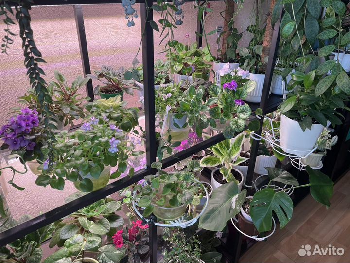 Комнатные цветы